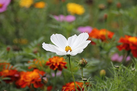 selective focus photography of white cosmos flower thumbnail