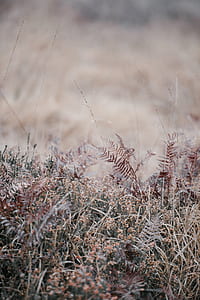 shallow focus photography of green grass thumbnail