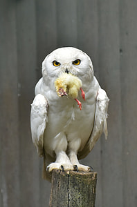 owl biting a chick thumbnail