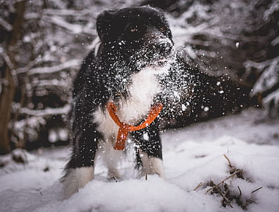 short-coated black dog on snow field thumbnail