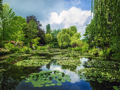 green trees beside swamp at daytime nature photography thumbnail