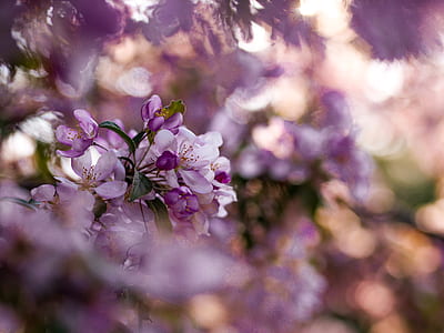 selective focus photo of white and purple petaled flowers in bloom thumbnail