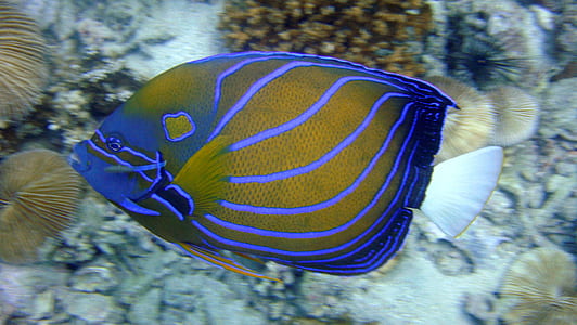 blue and yellow fish thumbnail