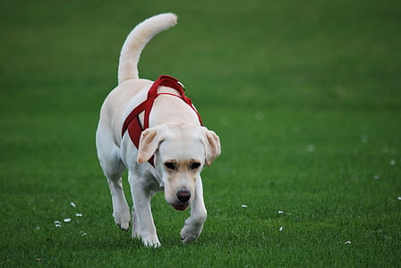 yellow Labrador retriever walking on green grass field thumbnail