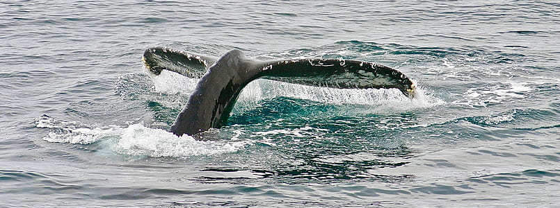 whale shark on body of water thumbnail