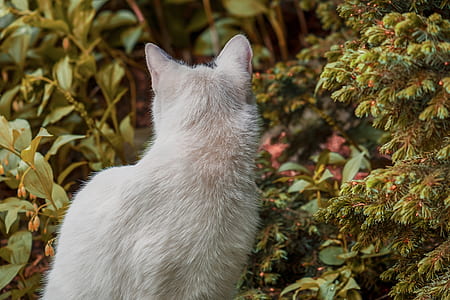 short-haired white cat sitting on green grass thumbnail