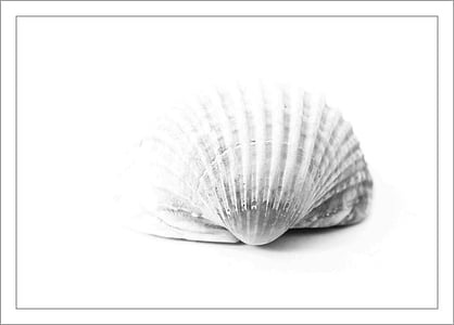 white seashell isolated with white background thumbnail