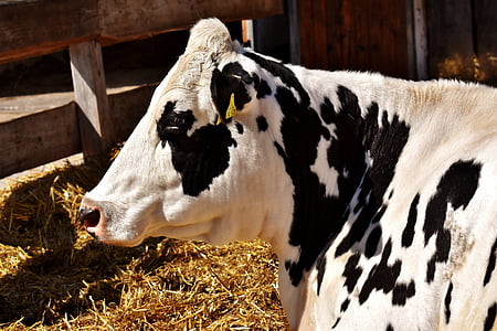 white and black cow thumbnail
