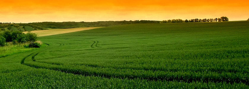 green grass field digital wallpaper thumbnail