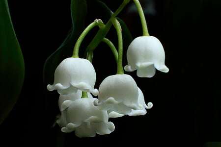 shallow focus photo of white flowers thumbnail