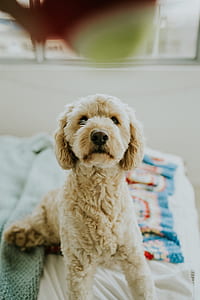 white poodle puppy on top bed comforter thumbnail