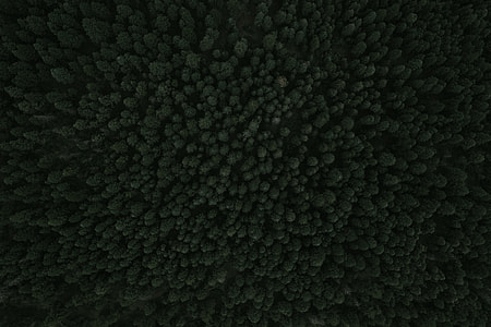 texture, forest, tree, drone view thumbnail