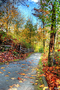 brown dried leaves beside gray concrete road during daytime thumbnail