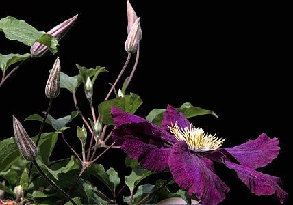 close-up photo of purple clematis flower thumbnail