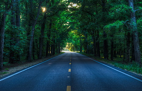 clear road in between trees thumbnail