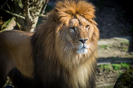 lion photo thumbnail