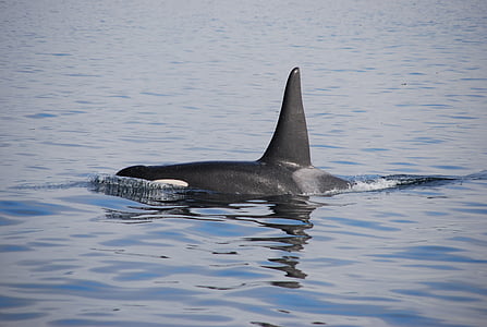 orca in the sea thumbnail