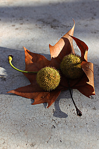 Plane Tree, Leaves On The Ground thumbnail
