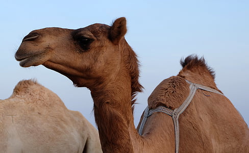 closeup photo of brown camel thumbnail