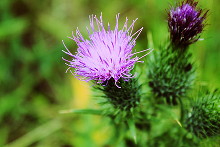 purple flowers thumbnail