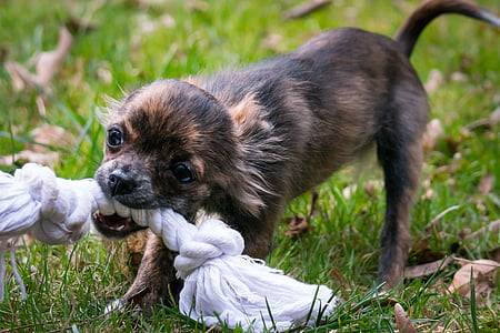 brindle Chihuahua puppy pulling rope dog toy thumbnail