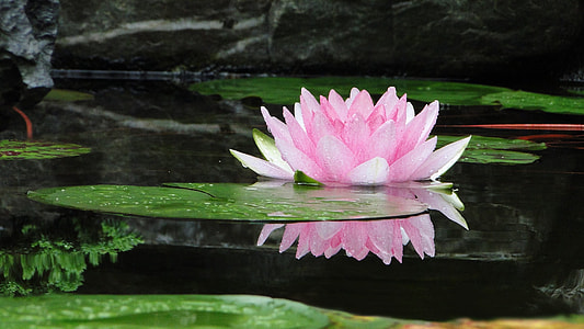photo of pink lotus flower on body of water thumbnail