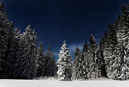 snow covered green pine tree under blue sky thumbnail
