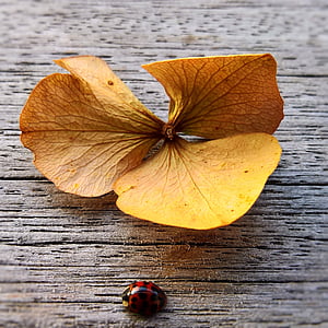 selective focus photography of ladybug on gray surface near yellow leaf thumbnail
