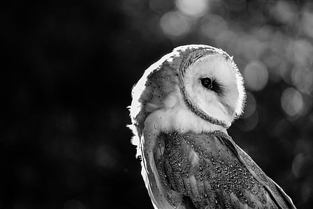 grayscale photograph of owl thumbnail