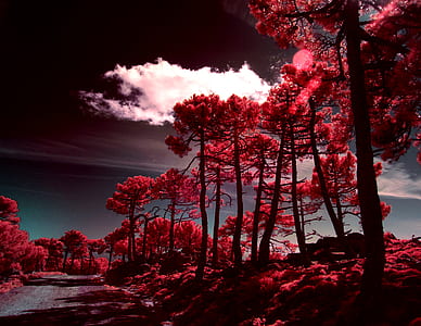 red leaf trees thumbnail
