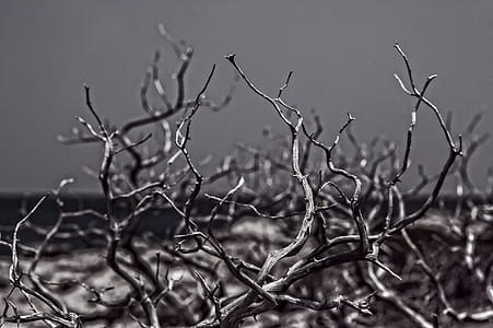 grayscale photo of bare trees thumbnail