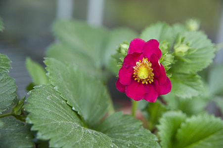 Flower Strawberry thumbnail