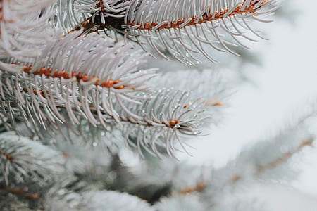 selective focus photography of pine tree thumbnail