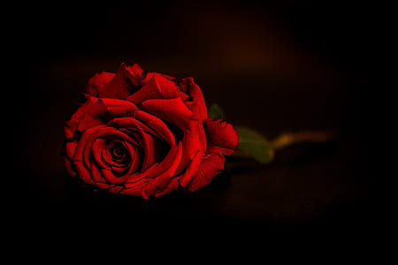 selective focus photography of red rose thumbnail