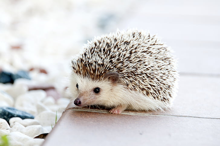 gray and white hedgehog