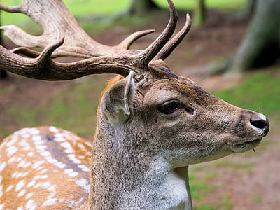 selective focus photography of brown deer thumbnail