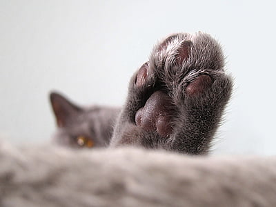 closeup photo of cat's paw thumbnail