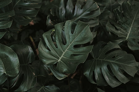 close-up photography of green leaves thumbnail