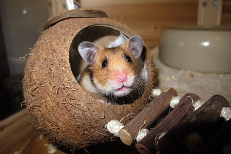 hamster inside coconut shell thumbnail