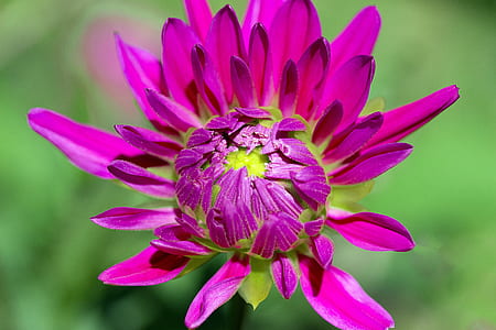 close-up photo of pink chrysanthemum flower thumbnail