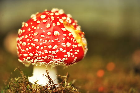 red and white mushroom focus photography thumbnail