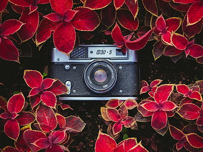 SLR camera surrounded by red flowers thumbnail