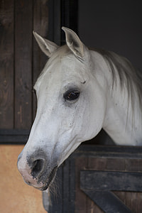 white horse head on focus photo thumbnail