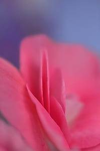 rose, petal, pink, petal of a rose, flower, macro thumbnail