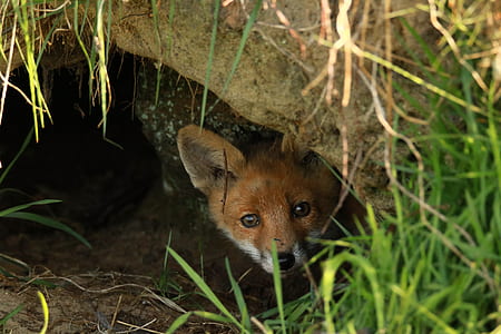 fox in brown soil hole thumbnail