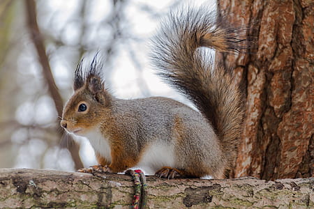 brown and white squirrel thumbnail