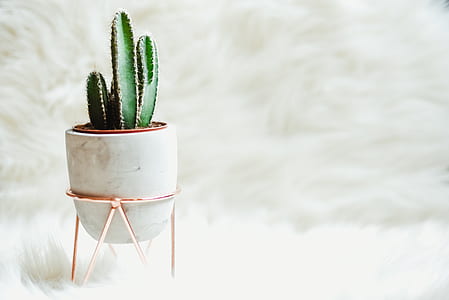 green cactus plant on white vase thumbnail