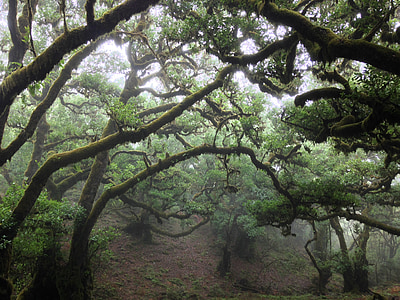 forest trees thumbnail