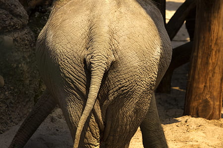 elephant standing beside wall thumbnail