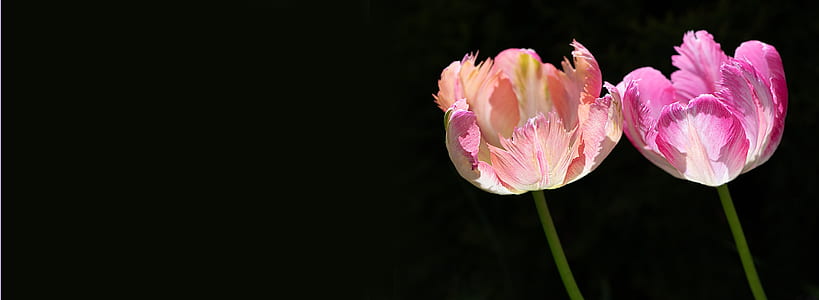 low light photography of pink flowers thumbnail
